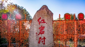 广西恭城红岩村：“中国第一月柿之乡”